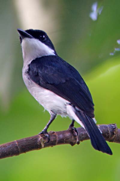 Black-winged flycatcher-shrike