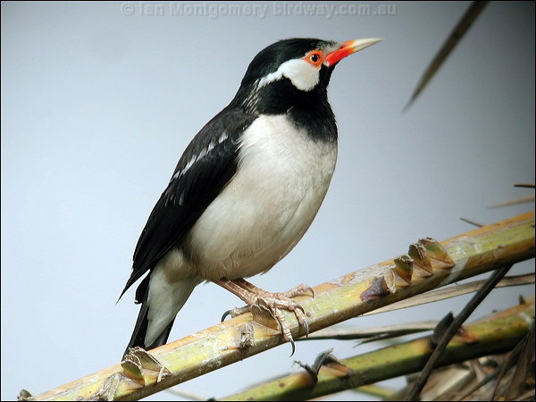 Pretty Black-winged myna