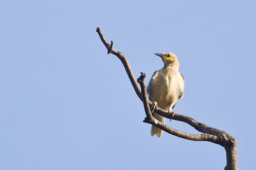 Pretty Black-winged myna