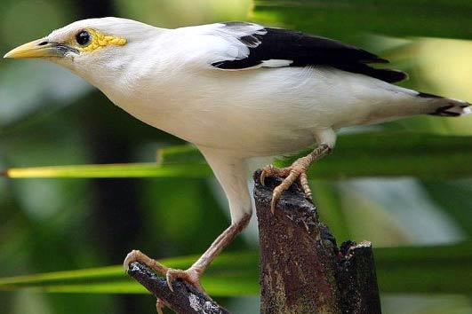 Pretty Black-winged myna