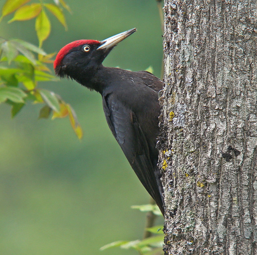 Pretty Black woodpecker