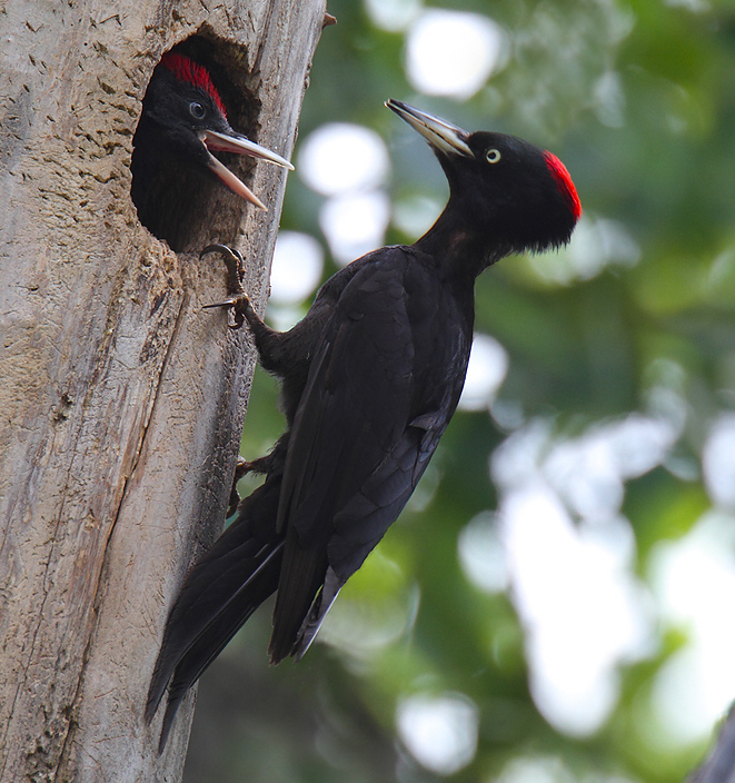 Pretty Black woodpecker