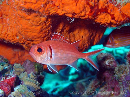 Pretty Blackbar soldierfish