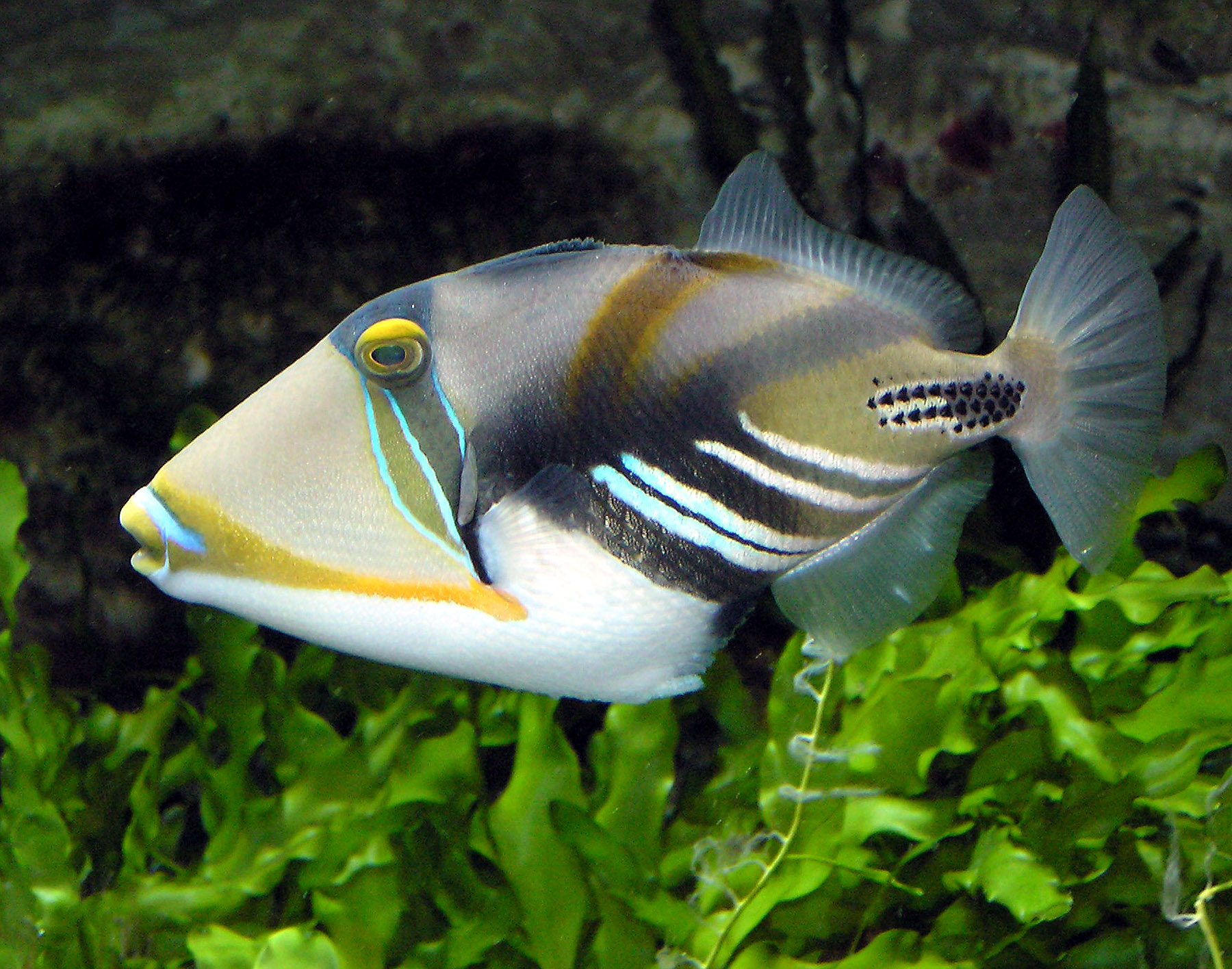 Pretty Blackbar triggerfish