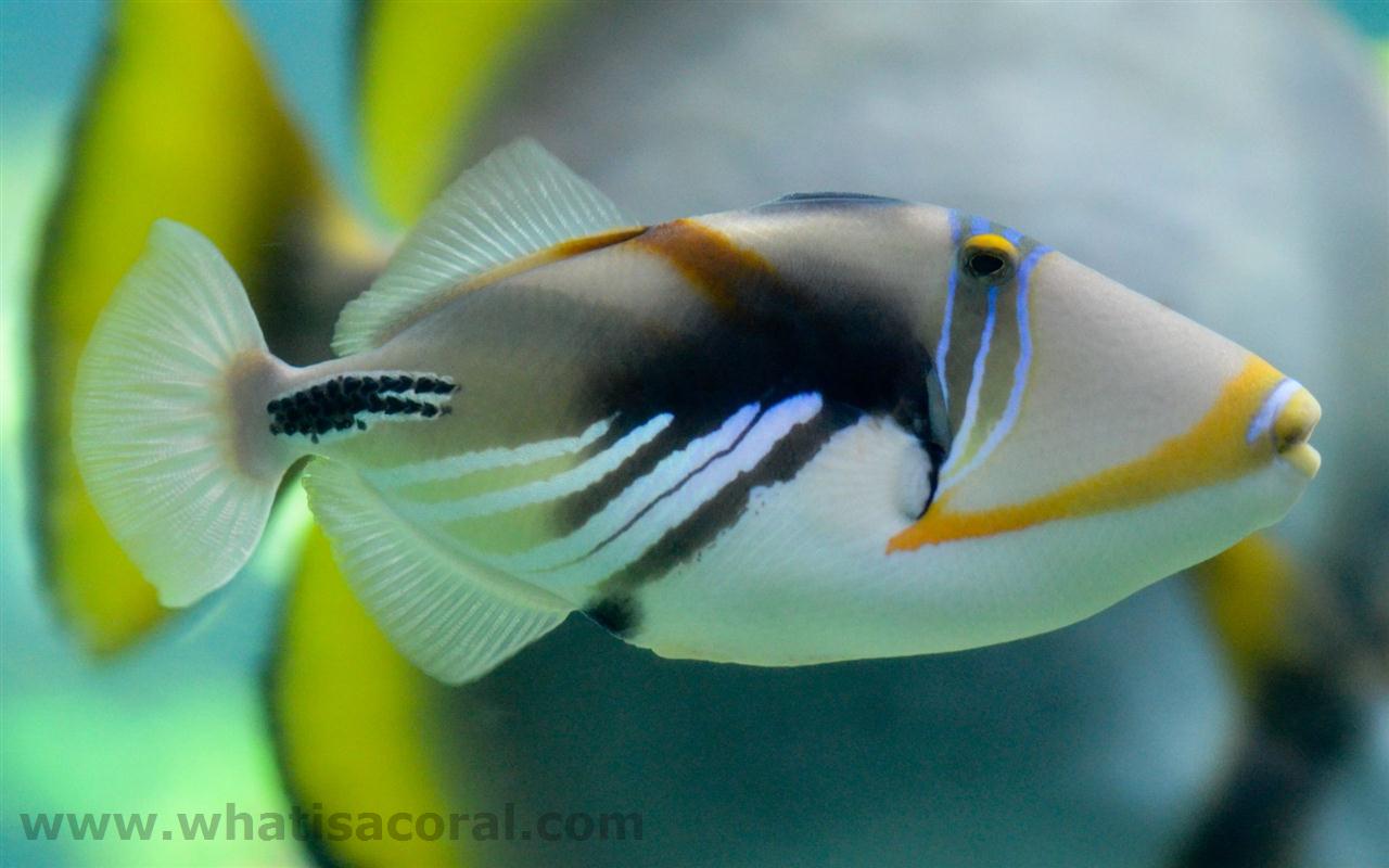 Pretty Blackbar triggerfish
