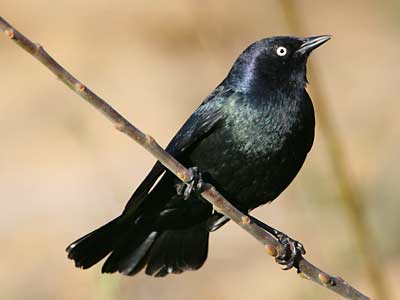 Pretty Blackbird