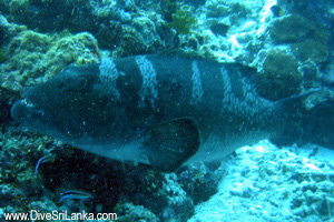 Pretty Blacksaddled coral grouper