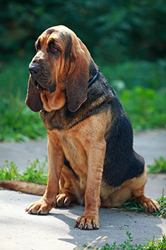 Bloodhound - Dog Breed