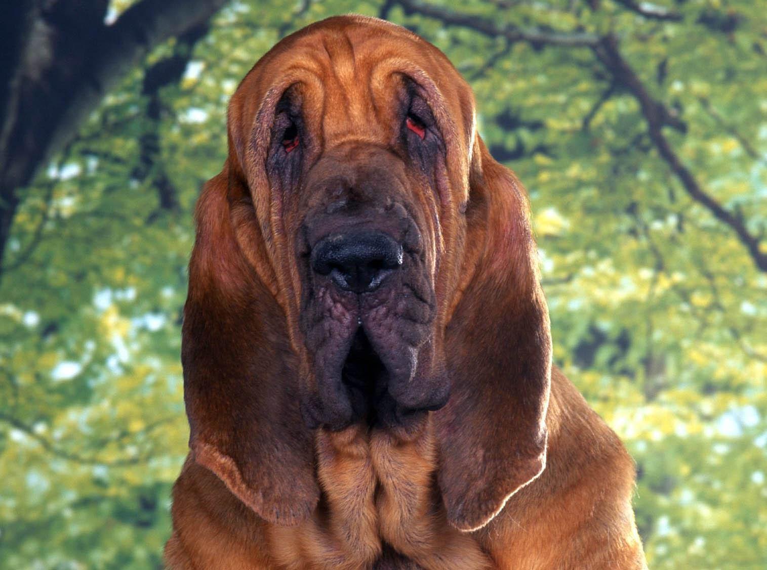Pretty Bloodhound - Dog Breed