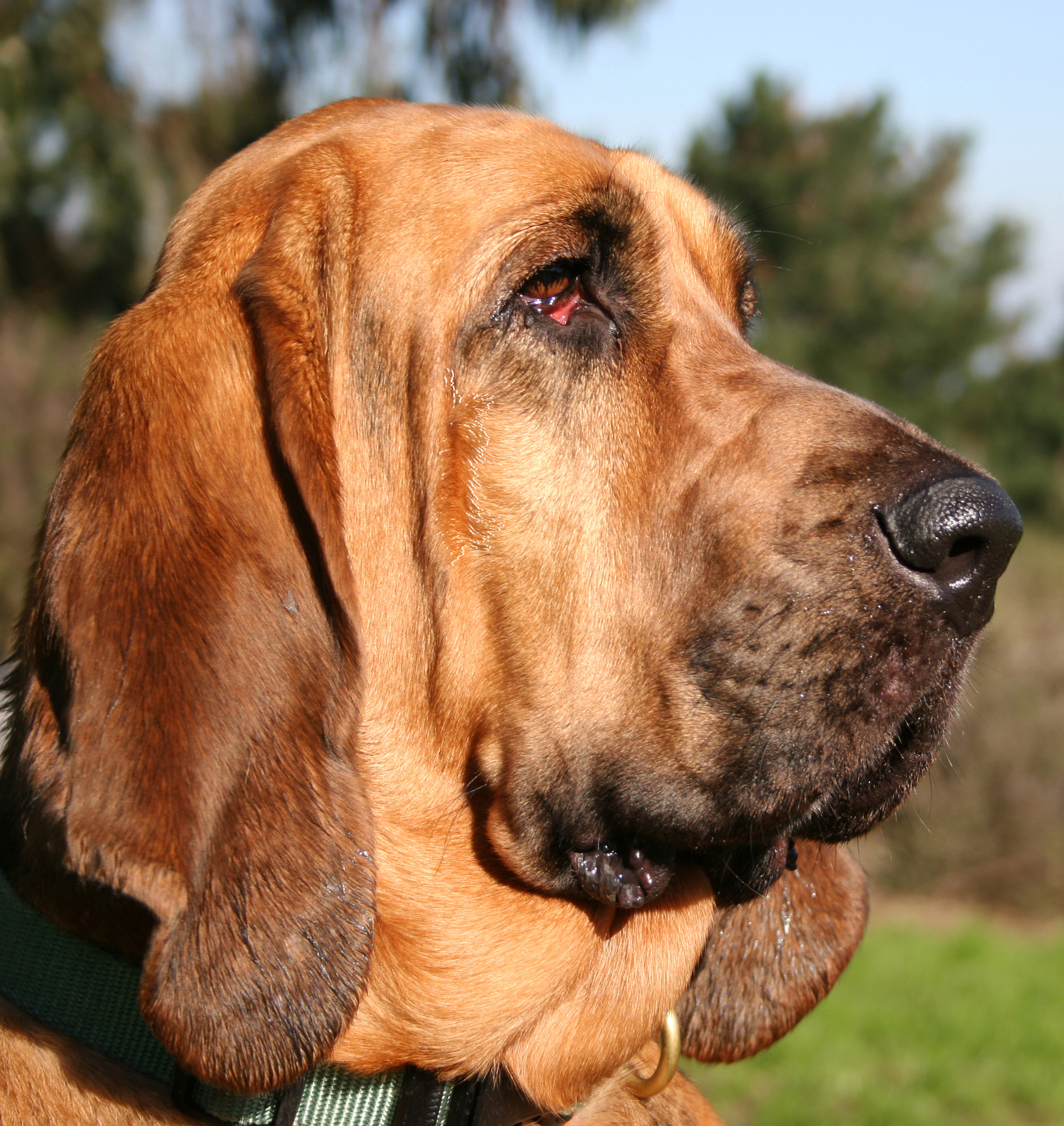 Cute Bloodhound - Dog Breed