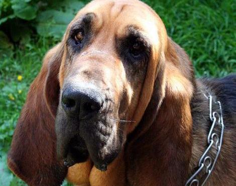 Photo Bloodhound - Dog Breed