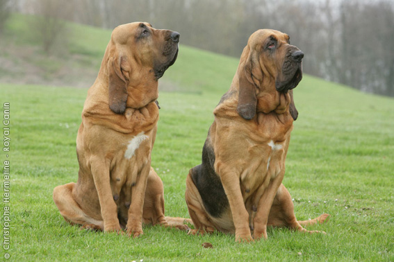 Bloodhound - Dog Breed photo 