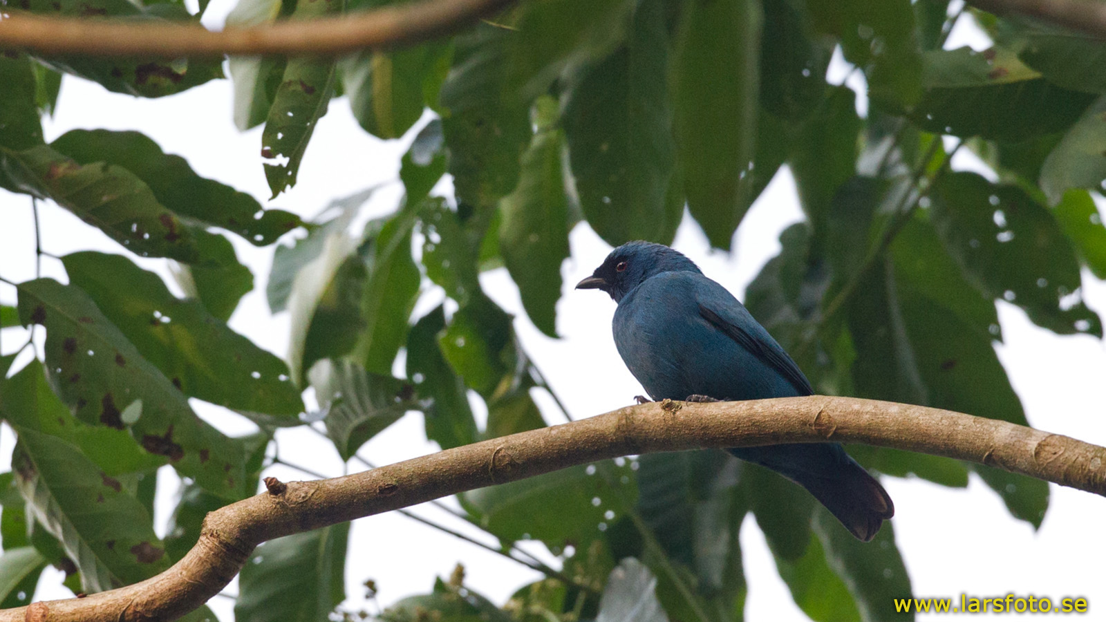 Pretty Blue cuckoo-shrike