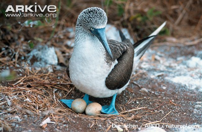 Pretty Blue-footed booby