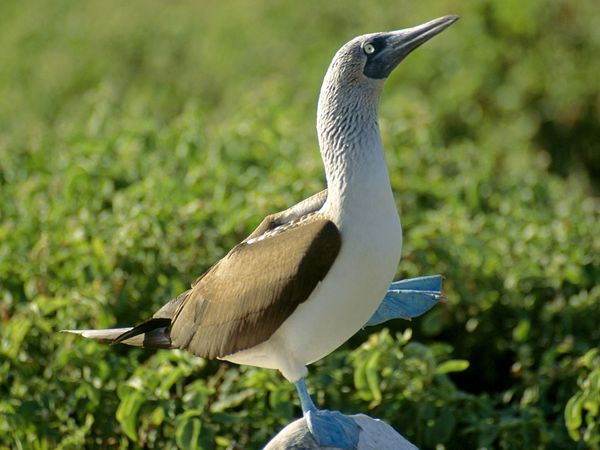 Pretty Blue-footed booby