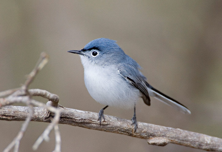 Pretty Blue-gray gnatcatcher