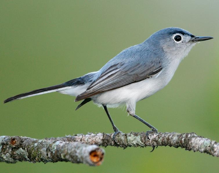 Pretty Blue-gray gnatcatcher