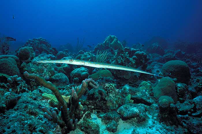 Blue-spotted cornetfish