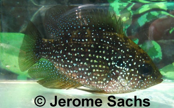 Blue-spotted sunfish