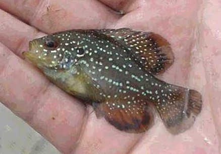 Pretty Blue-spotted sunfish