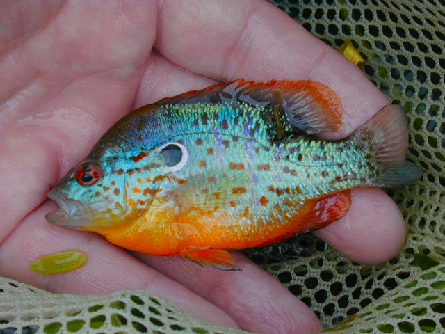 Pretty Blue-spotted sunfish