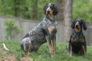 Bluetick Coonhound - Dog Breed