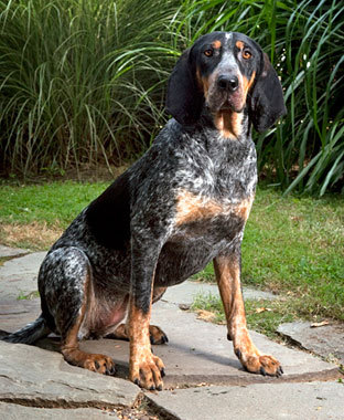 Nice Bluetick Coonhound - Dog Breed