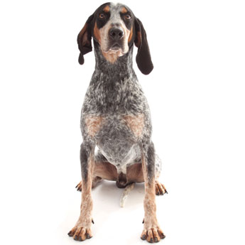 Cool Bluetick Coonhound - Dog Breed