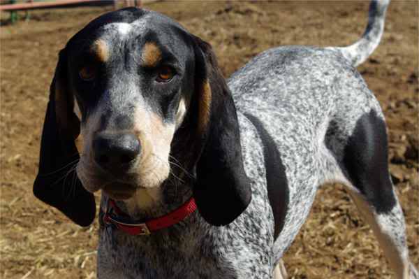 Pretty Bluetick Coonhound - Dog Breed