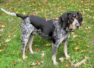 Wallpaper Bluetick Coonhound - Dog Breed