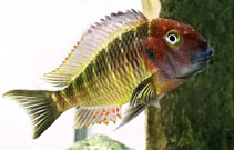 Blunthead cichlid