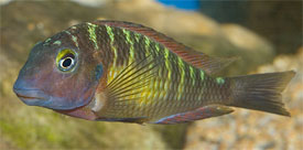 Pretty Blunthead cichlid