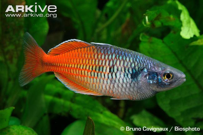 Pretty Boeseman’s rainbowfish