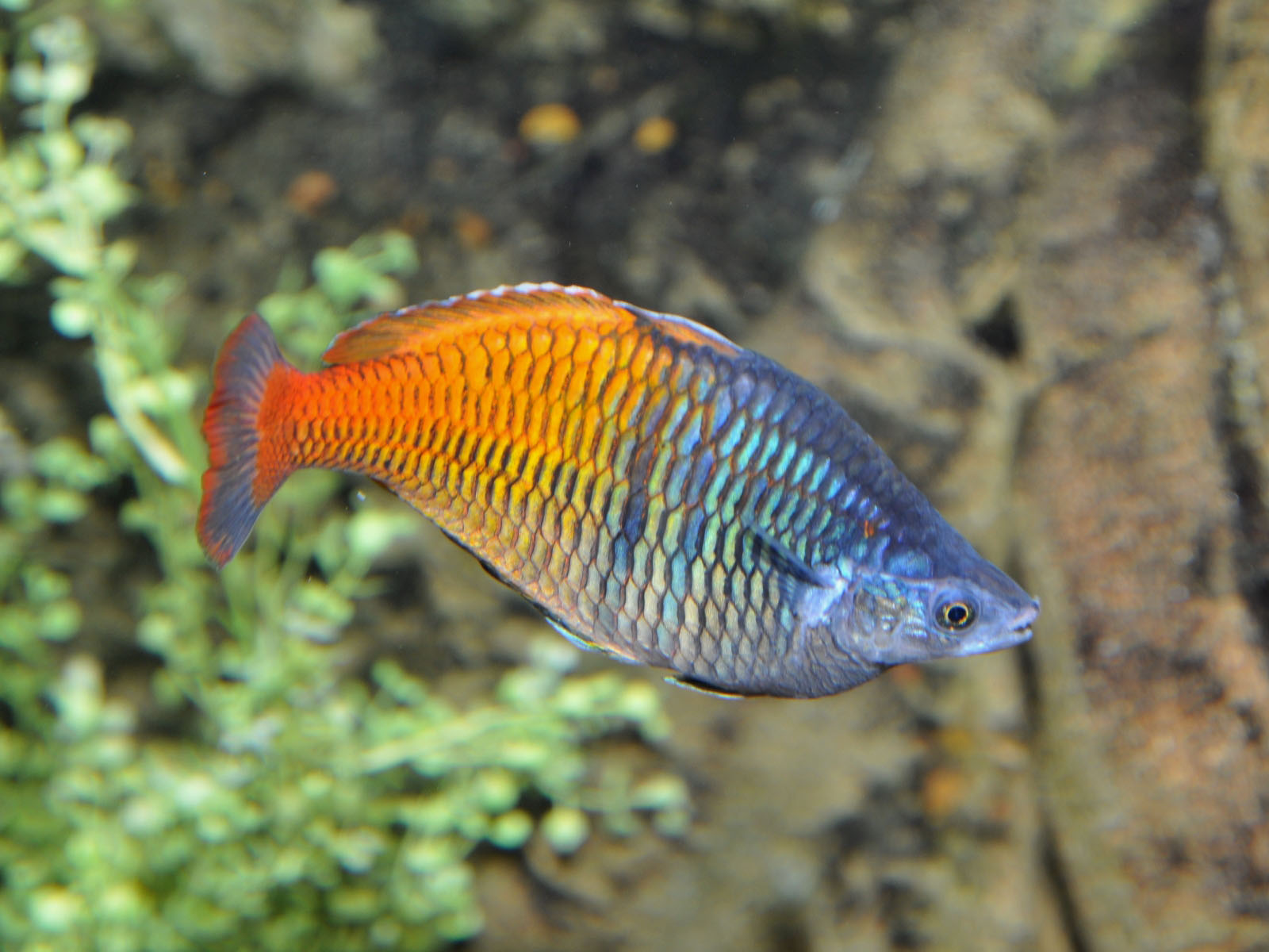Pretty Boeseman’s rainbowfish