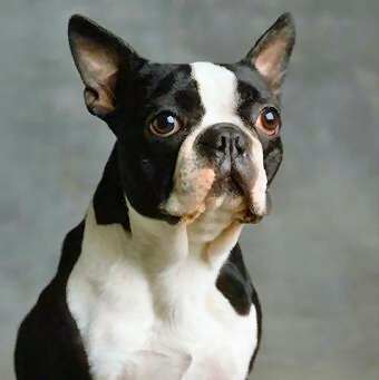 Pretty Boston Terrier - Dog Breed