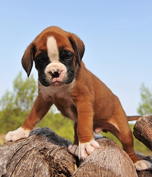 Nice Boxer - Dog Breed