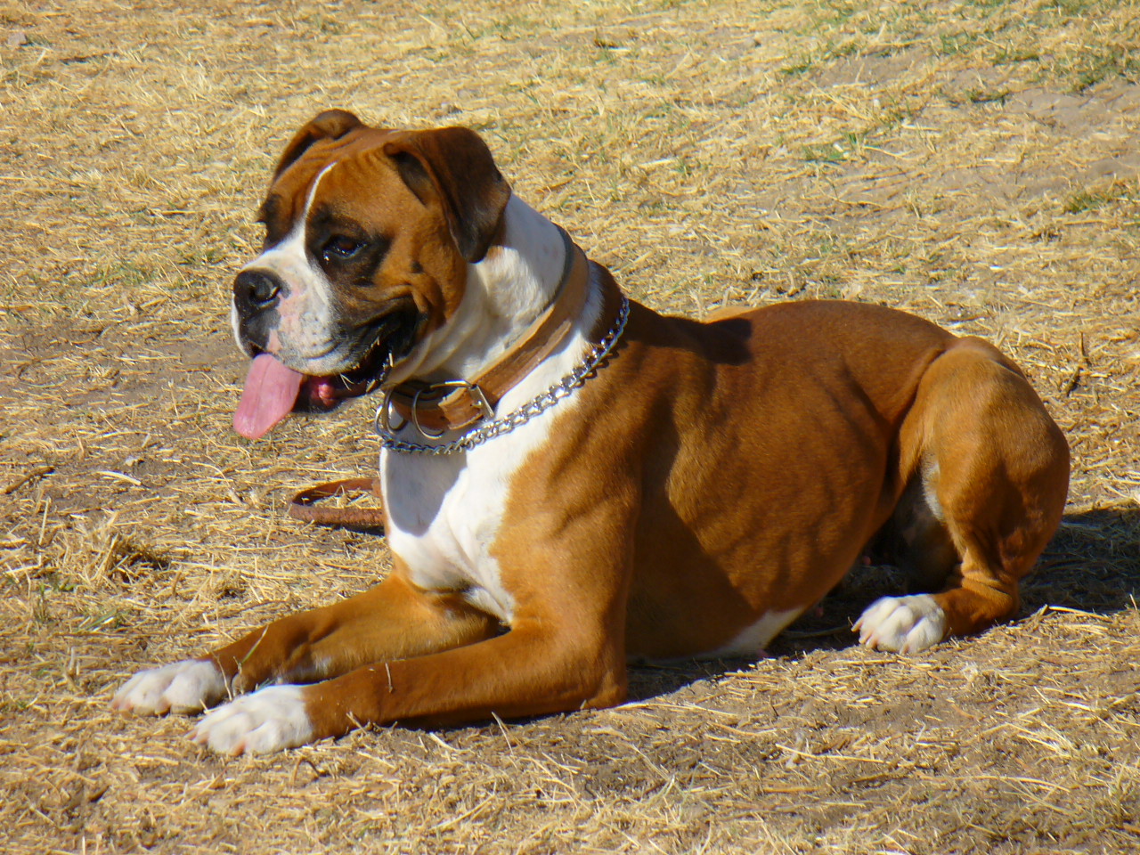 Cool Boxer - Dog Breed