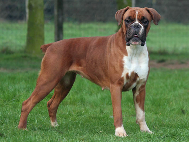 Pretty Boxer - Dog Breed
