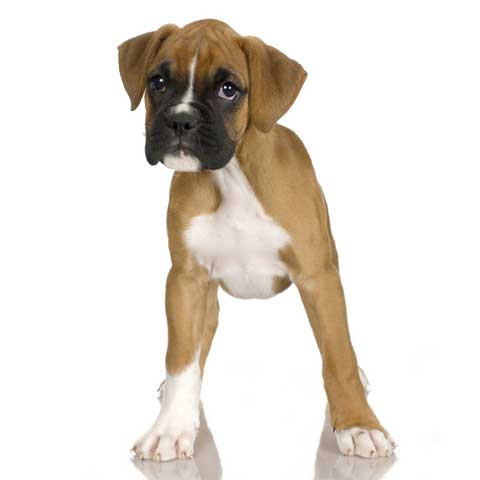 Wallpaper Boxer - Dog Breed