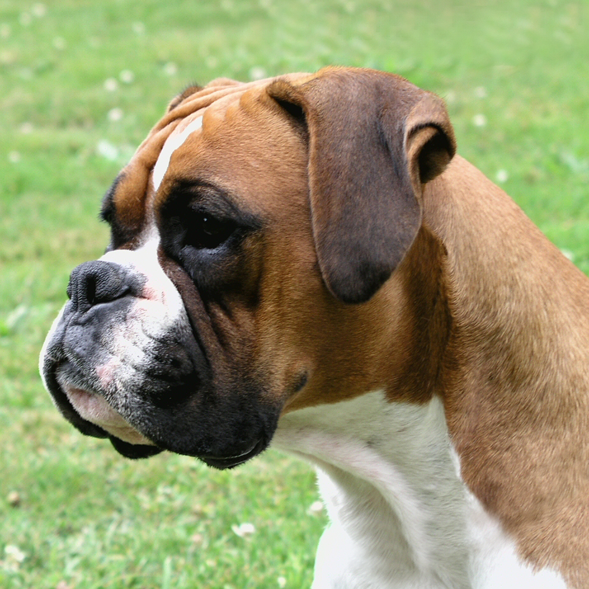 Boxer - Dog Breed photo 