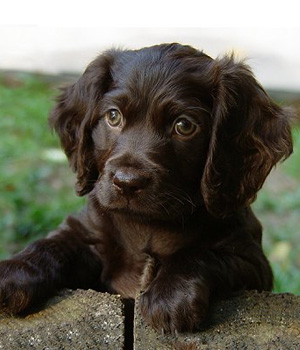 Cute Boykin Spaniel - Dog Breed