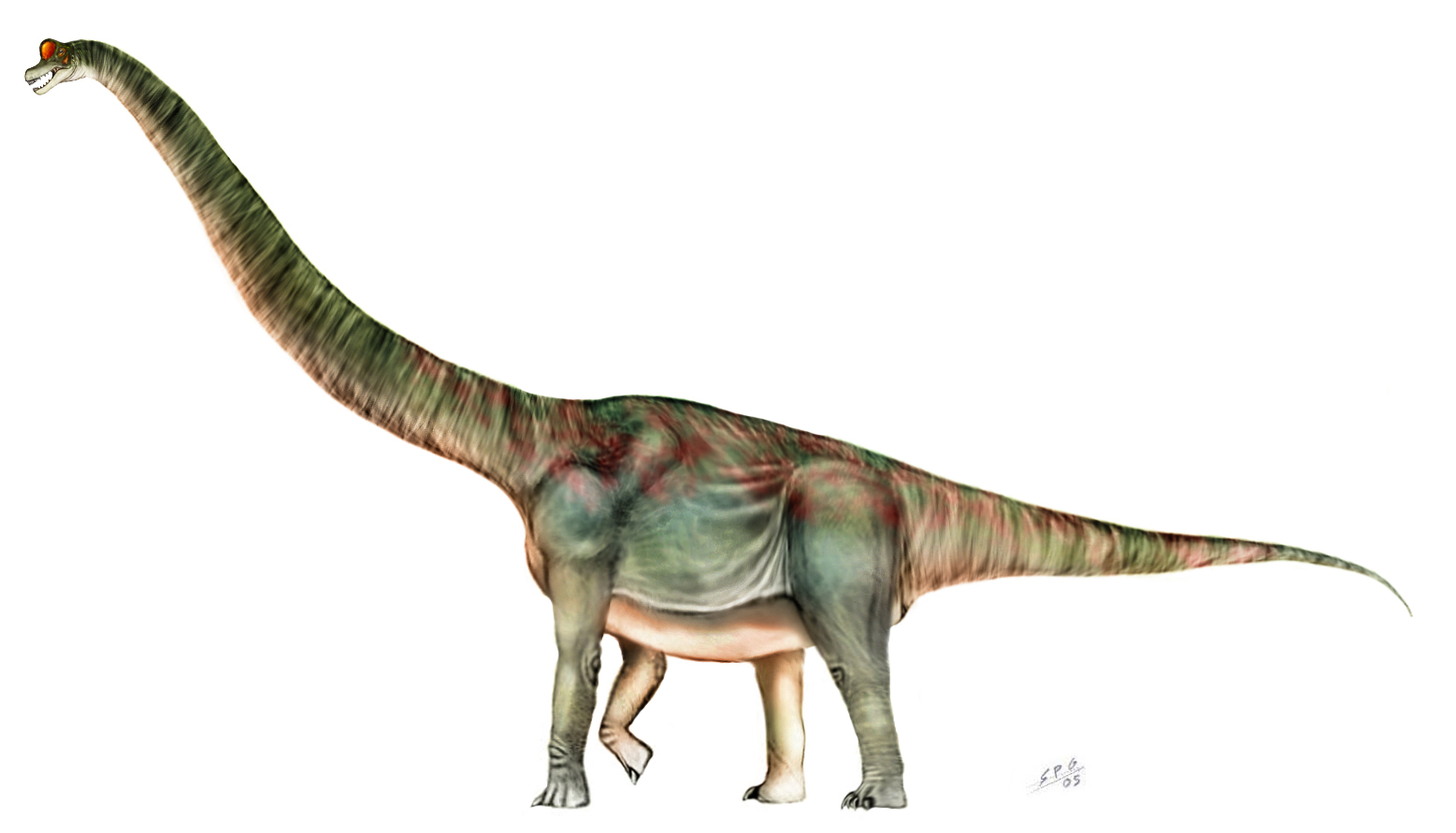 Pretty Brachiosaurus