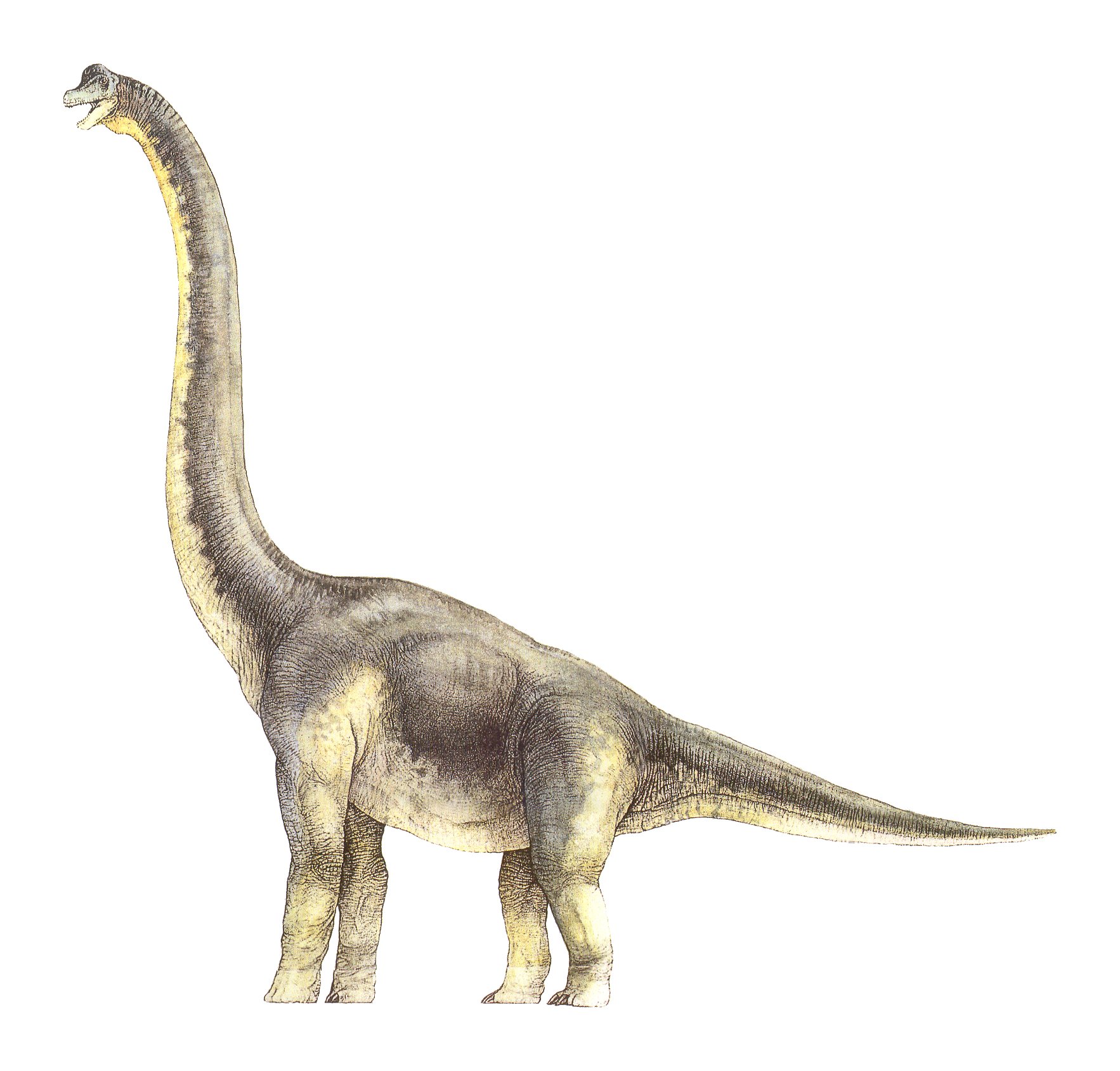 Brachiosaurus photo 