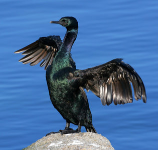 Pretty Brandt’s cormorant