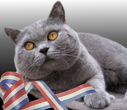 Cool British Shorthair - Cat Breed