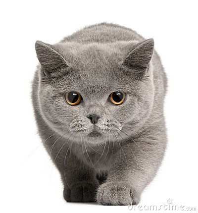 Wallpaper British Shorthair - Cat Breed