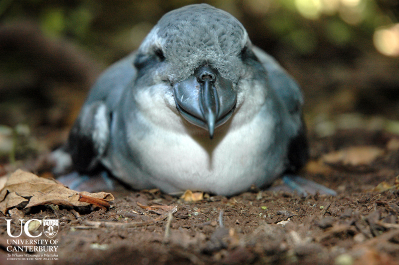 Pretty Broad-billed prion