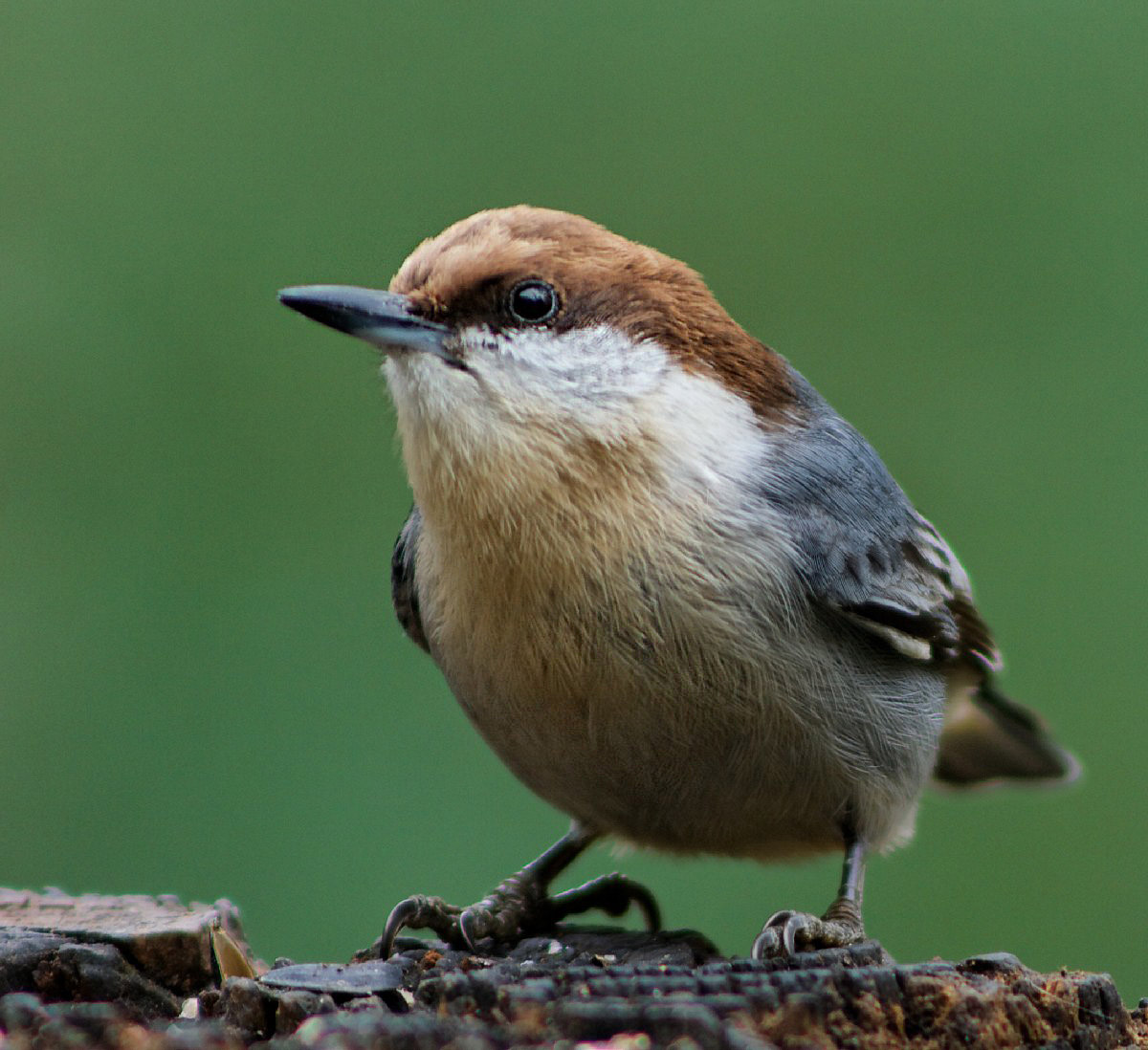 Brown-breasted nuthatch