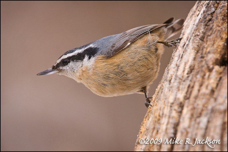 Pretty Brown-breasted nuthatch