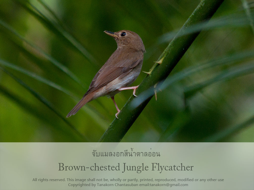 Brown-chested jungle-flycatcher